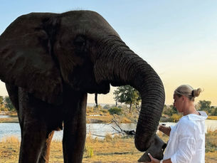 Feeding elephant at the Elephant Cafe in Zambia