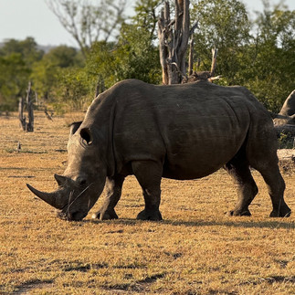 Rhino walk Livingstone