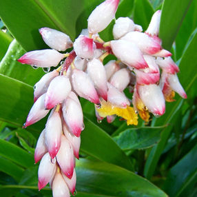 LARMES DE LA VIERGE, ALPINIA
