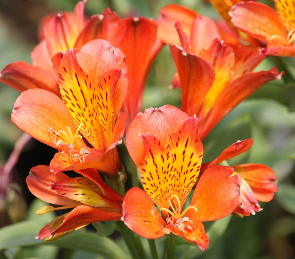 Alstromeria Orange