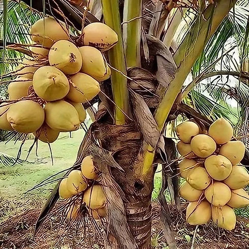 Noix de coco nain jaune