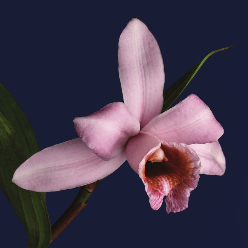 Sobralia
