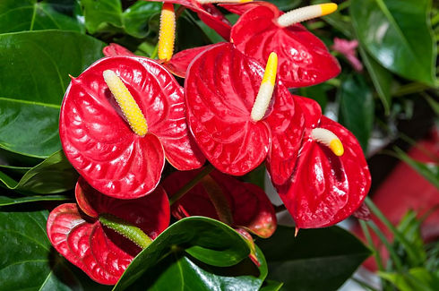 L'Anthurium Rouge