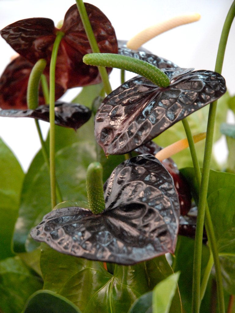 Anthurium Andreanum Noir