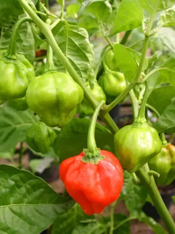 LES PIMENTS