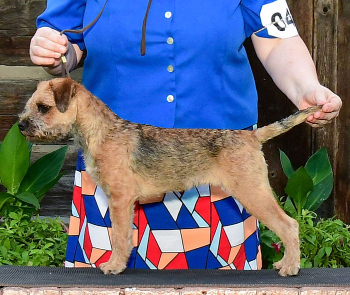 Frankie | Dobereich Border Terrier female