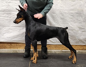 Moxy is a Dobereich owned female