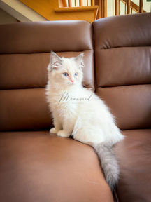 Soft Kitty blue bicolor Ragdoll kitten for sale with white inverted V mask and blue eyes