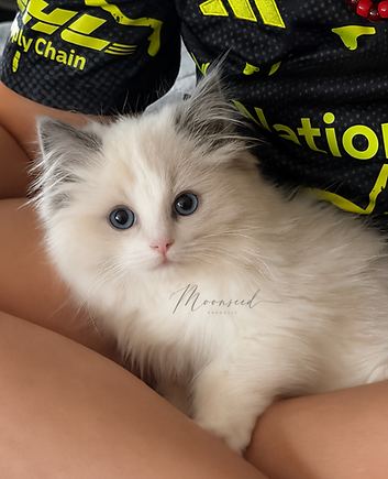Soft kitty, blue bicolor kitten available in Columbus Ohio.png