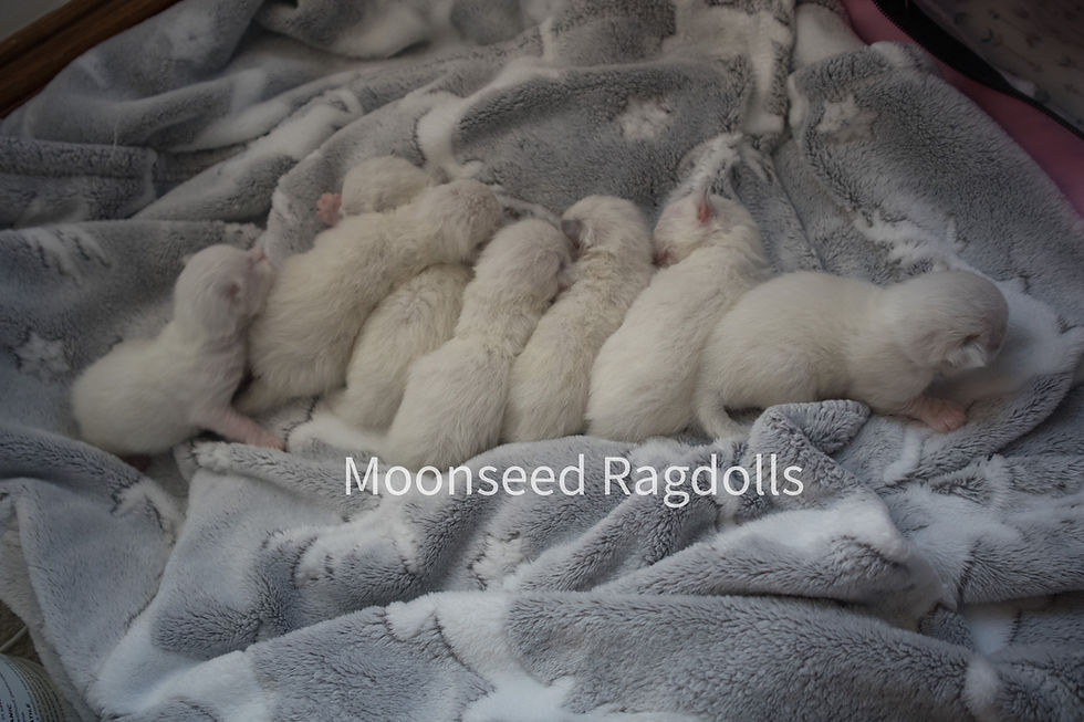 Newborn Moonseed Ragdoll kittens resting together on a soft blanket in the Columbus, Ohio home cattery