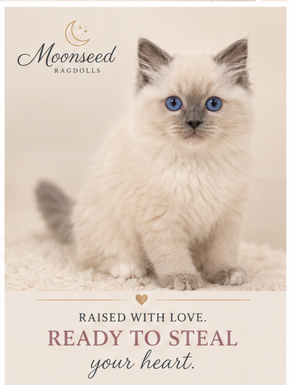 blue mitted ragdoll kitten with blue eyes on beige backdrop; Moonseed Ragdolls poster says Raised with love. Ready to steal your heart.