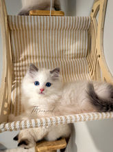 Playful blue bicolor male Ragdoll kitten Stark at Moonseed Ragdolls in Ohio.