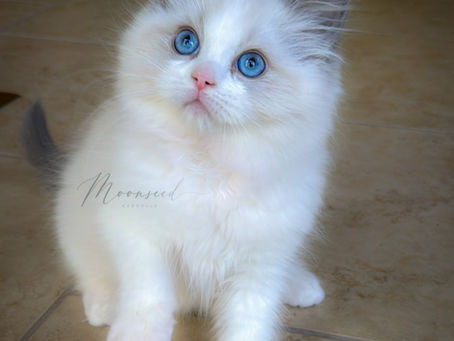 Blue Bicolor Ragdoll Kitten — Sold | Moonseed Ragdolls