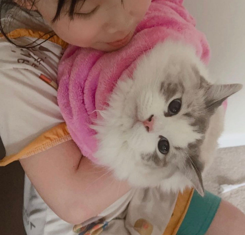 Child cuddles fluffy blue lynx bicolor Ragdoll cat adopted from Moonseed Ragdolls wrapped in a pink towel, both looking calm indoors.