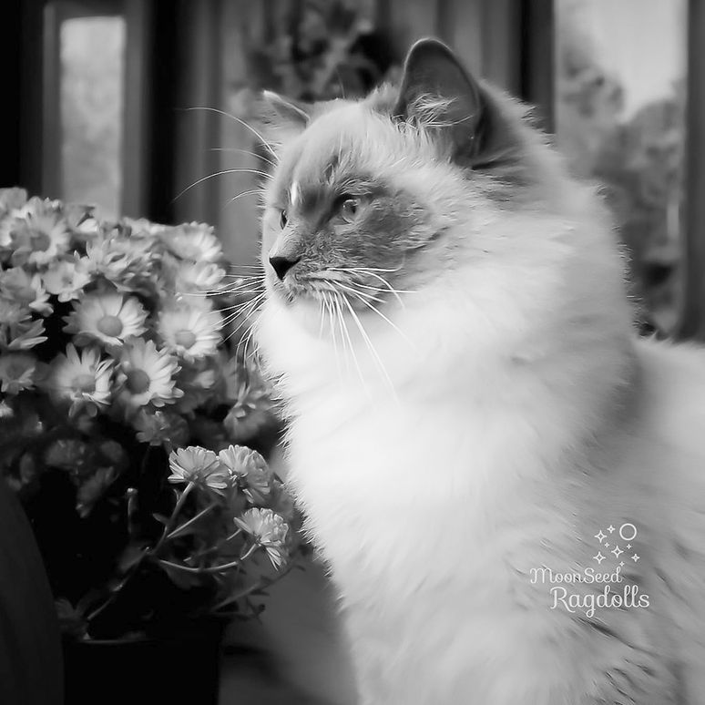 Ragdoll kitten with blue eyes from Moonseed Ragdolls Columbus Ohio ethical TICA CFA registered breeder
