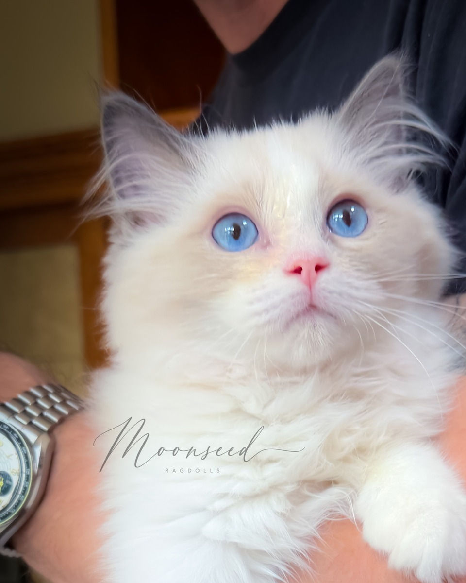 Soft kitty is an adopted Blue Bicolor Ragdoll kitten from Moonseed Ragdolls known for his amazingly affectionate personality