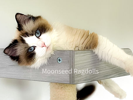 Mirimkitty Primrose of Moonseed is a seal bicolor beauty and retired queen living her best life in pet home