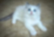 Available Ragdoll Kittens – Blue bicolor ready now | Moonseed Ragdolls
