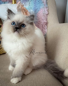 Flag, a blue mitted Ragdoll kitten for sale at Moonseed Ragdolls, showing his confident personality, beautiful markings, and affectionate temperament.
