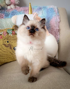 Tyrion, a seal colorpoint Ragdoll kitten for sale at Moonseed Ragdolls, showing his stunning appearance and affectionate personality.