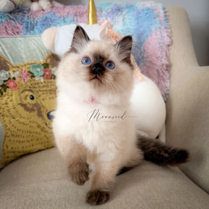 beautiful seal colorpoint TICA certified show quality Ragdoll kitten in Columbus Ohio