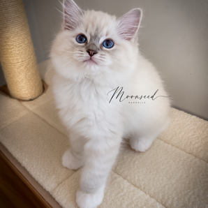 Polly is a gorgeous blue lynx mitted Ragdoll kitten that was adopted from Moonseed Ragdolls in Columbus Ohio