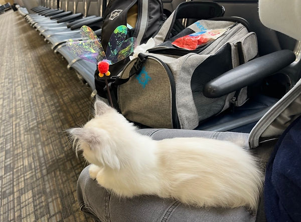 Ragdoll kitten travel carrier ready for Moonseed Ragdolls delivery to Cleveland, Ohio.
