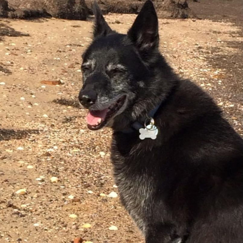A picture of Amigo, an older dog with black fur