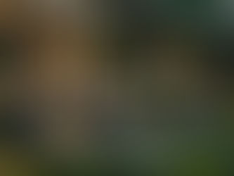 المسار الأخضر: التصميم الصديق للبيئة في المنازل العصرية