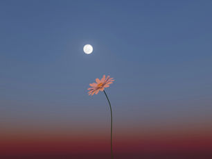 Crystals for the Flower Moon