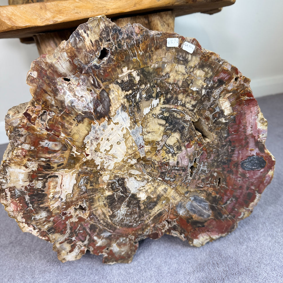 Petrified Wood - Penny King Crystals