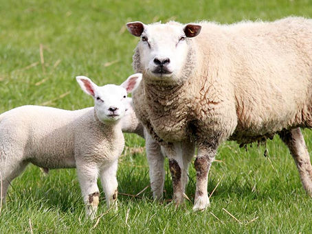 時勢牧言:教會數民再出發