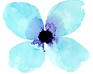 水彩の花