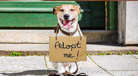 img-pet-adoption-101.jpg