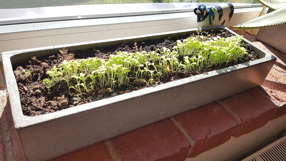 Betoninis lovelis gėlėms arba prieskoninėms žolelėms