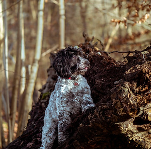Surrey Dogs