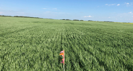 How to Run an ACF-SR Trial