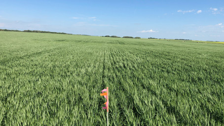 How to Run an ACF-SR Trial
