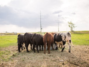 Pasture Trial