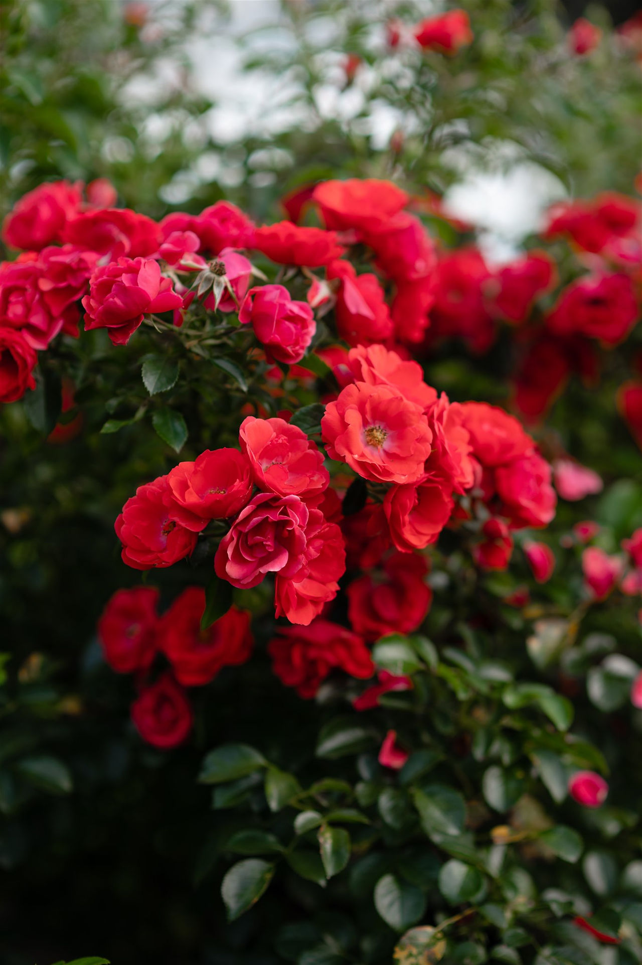 lynch park rose garden wedding in beverly, ma