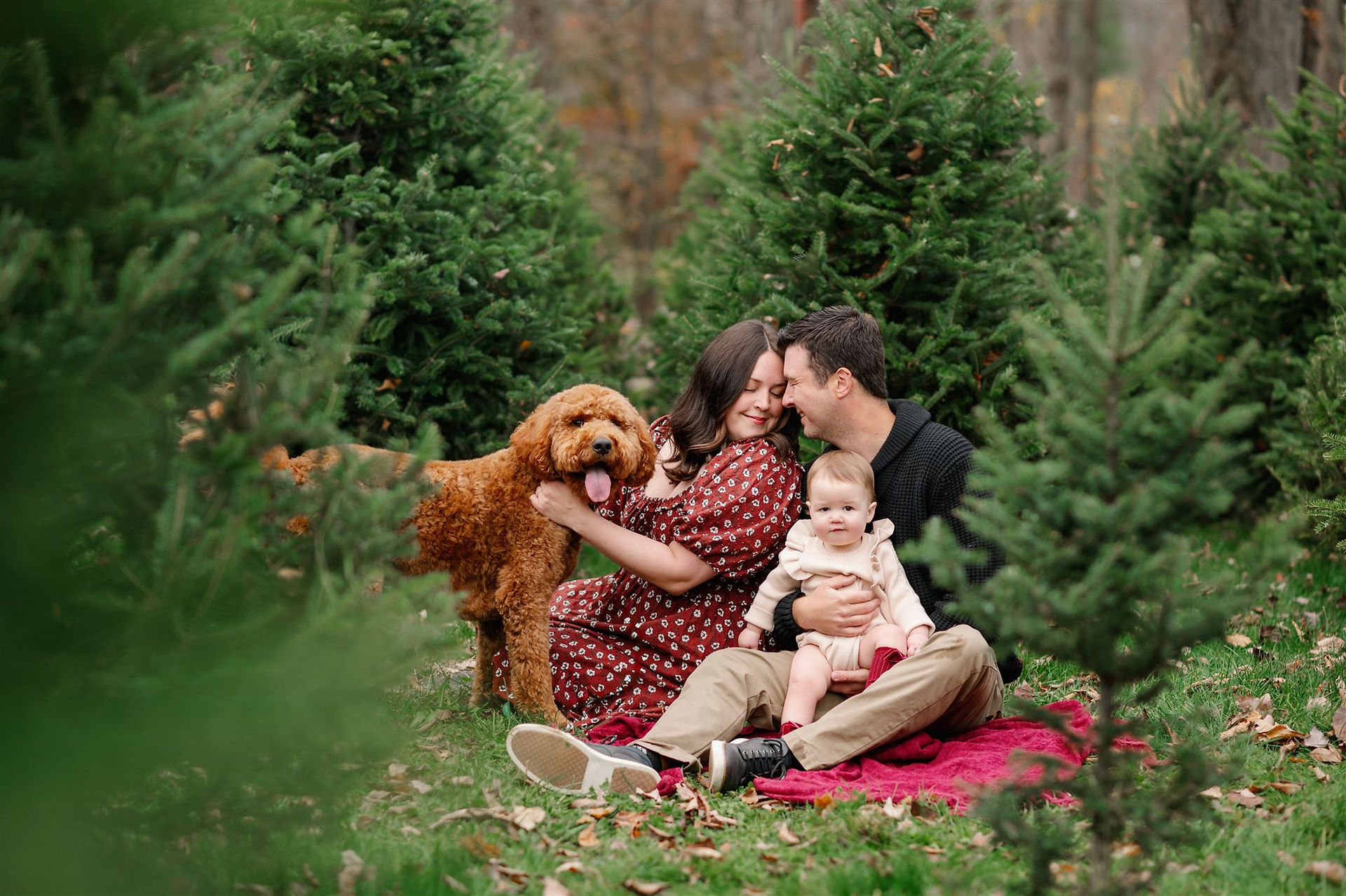 holiday family photo on tree farm in rutland, ma with dog and baby