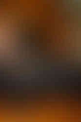 groomsmen portrait at Wadsworth Mansion