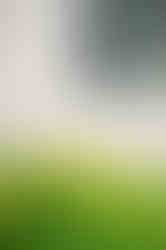 flowers in bloom on venue property