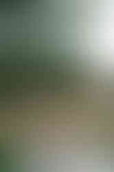 wheatleigh hotel wedding elopement in lenox, MA in the berkshires