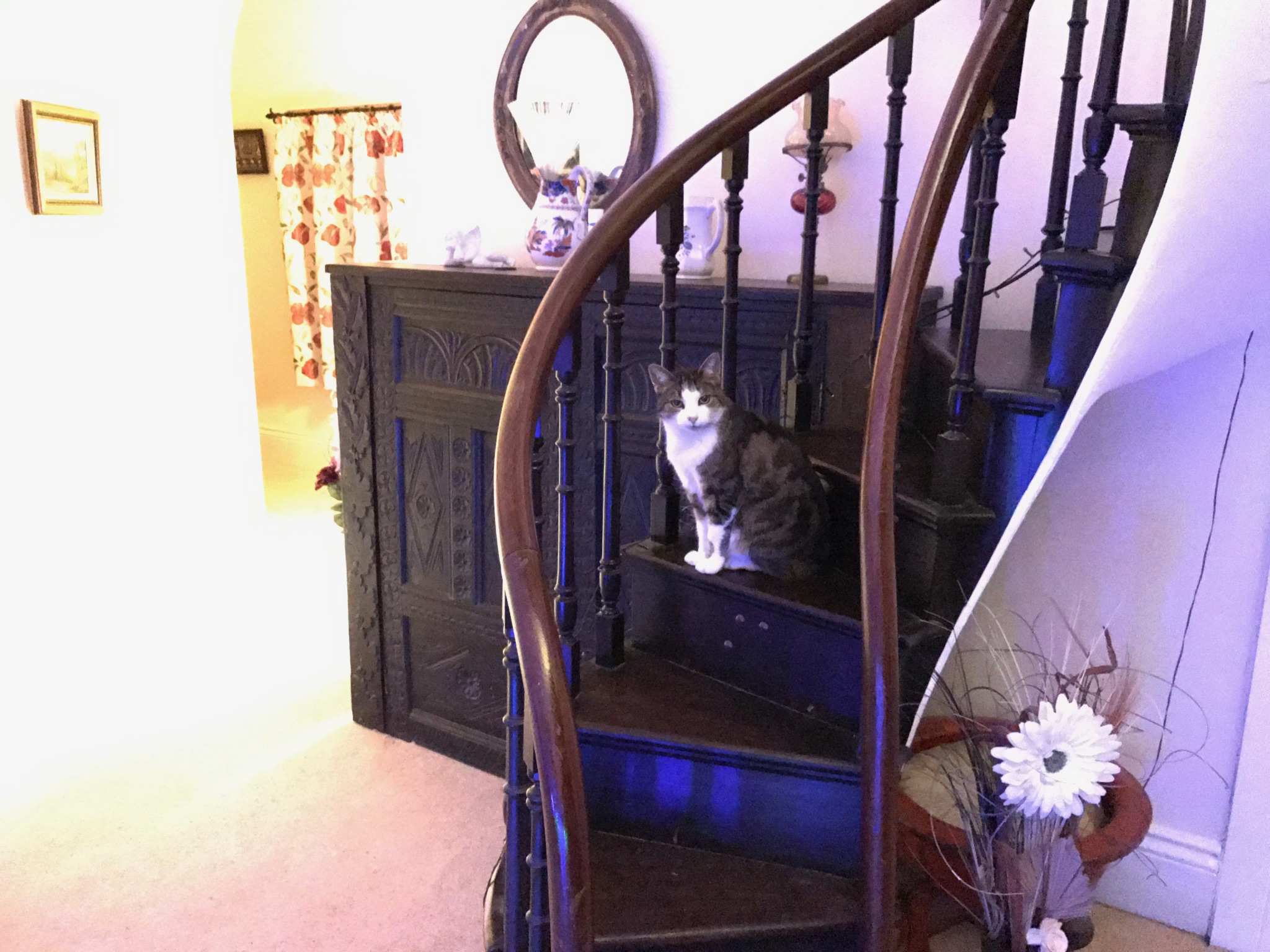 The Priory B&B house resident