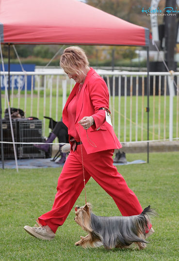 Toro showing Napier NZ