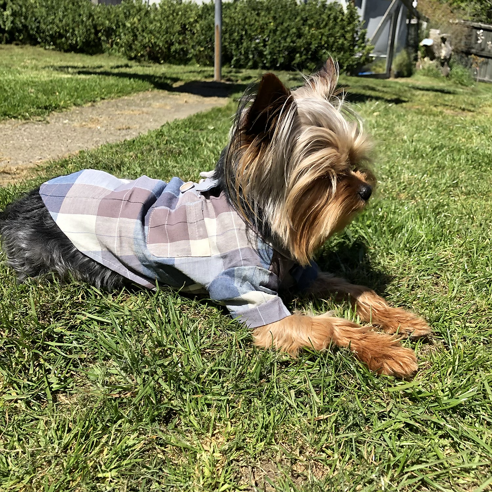 Thumbnail: Bow tie shirt