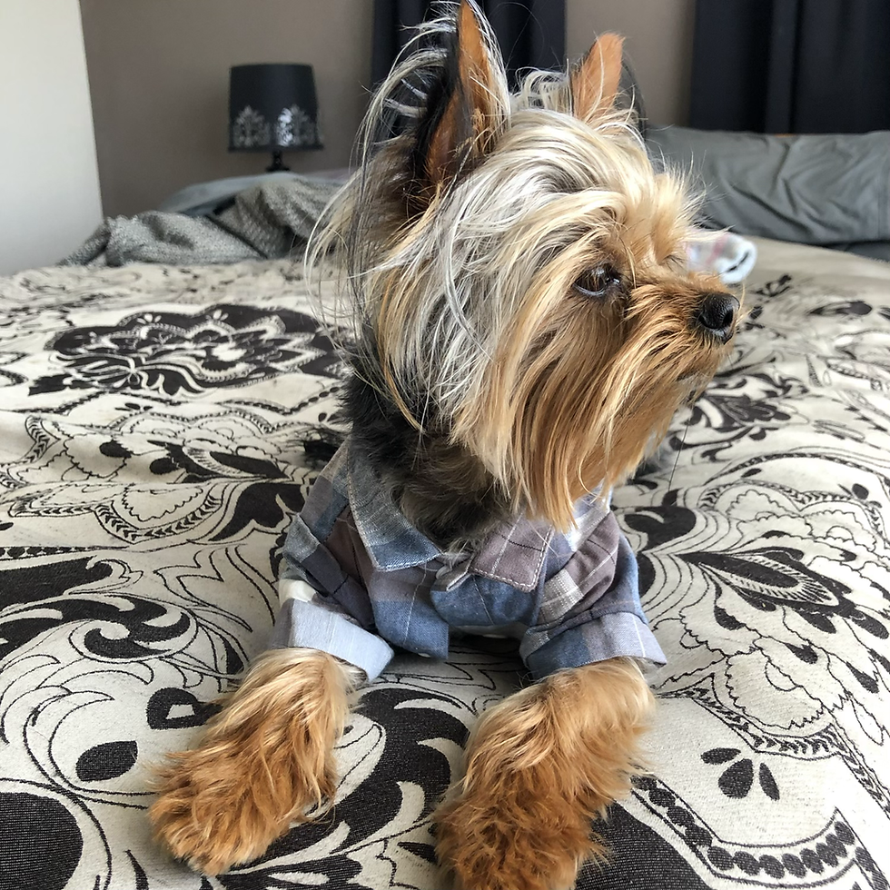 Thumbnail: Bow tie shirt