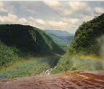 Rainforest Guyana15.jpg