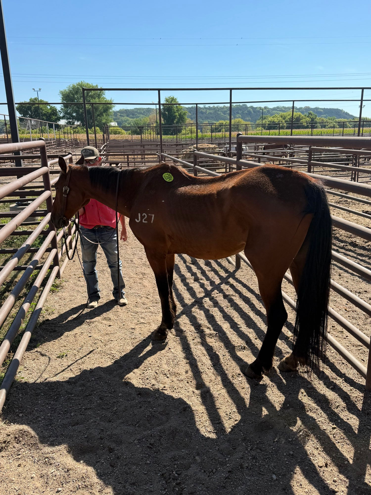 7389 Bay QH Mare 20+ YO